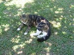 CHAT