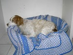 CHIEN