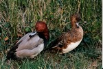 Canards