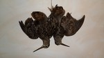 Nature morte becasses
