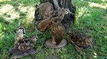 Trio becasses