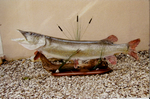 Brochet