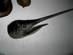 Marlin