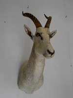 BLESBOK BLANC