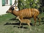 BONGO & OUREBI