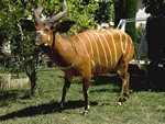 BONGO