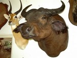 BUFFLE EQUINOXIAL