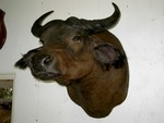 BUFFLE EQUINOXIAL