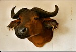 BUFFLE EQUINOXIAL