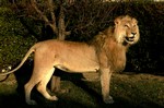 Lion.jpg