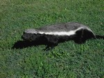 RATEL