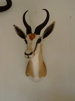 SPRINGBOK