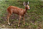 STEENBOK