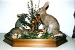 LAPINS
