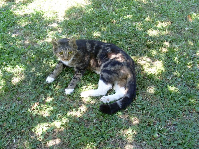 CHAT