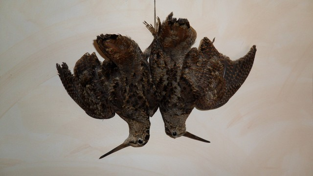 NATURE MORTE BECASSES