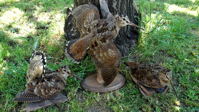 TRIO BECASSES