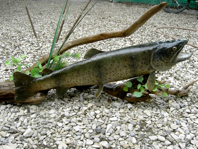 TRUITE FARIO