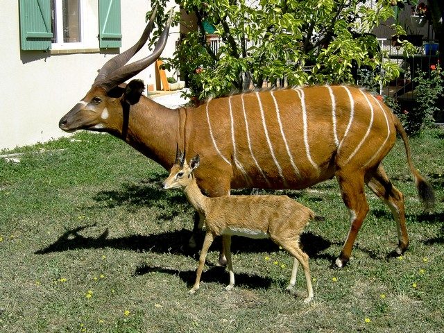 BONGO & OUREBI