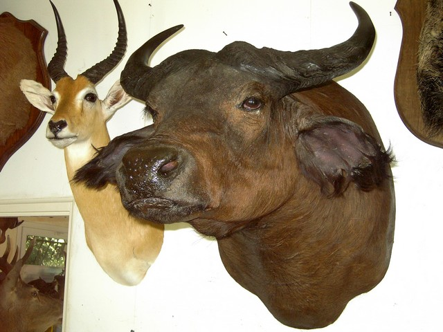 BUFFLE EQUINOXIAL