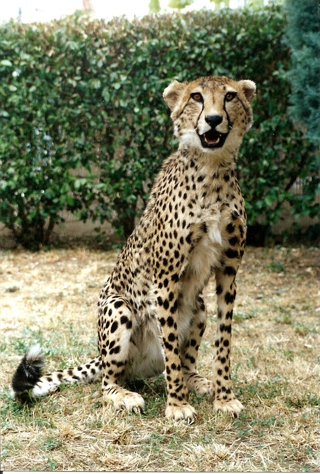 GUEPARD