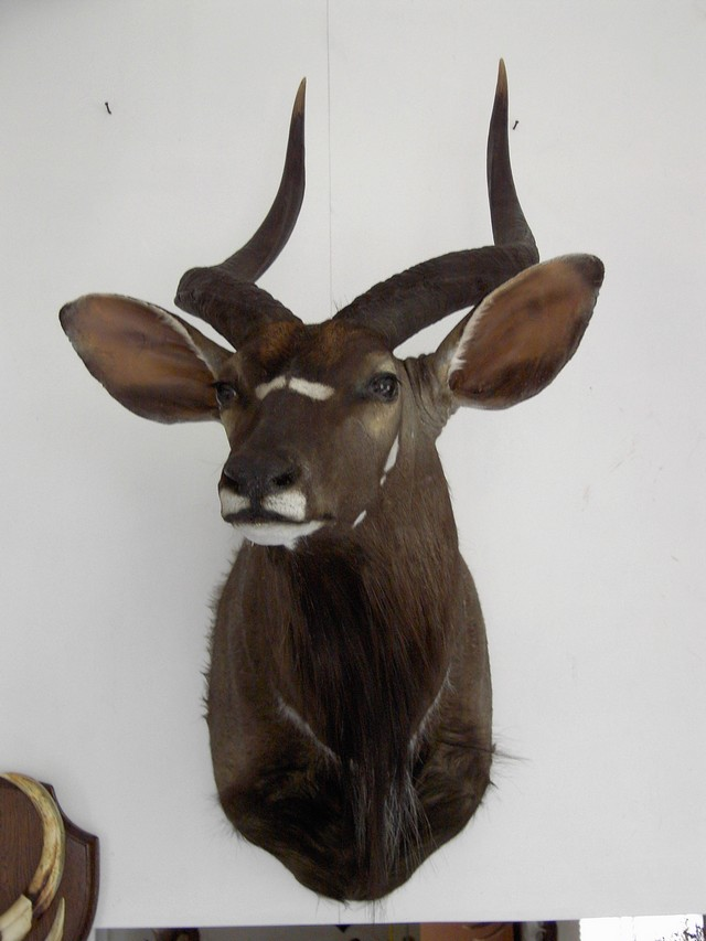 NYALA