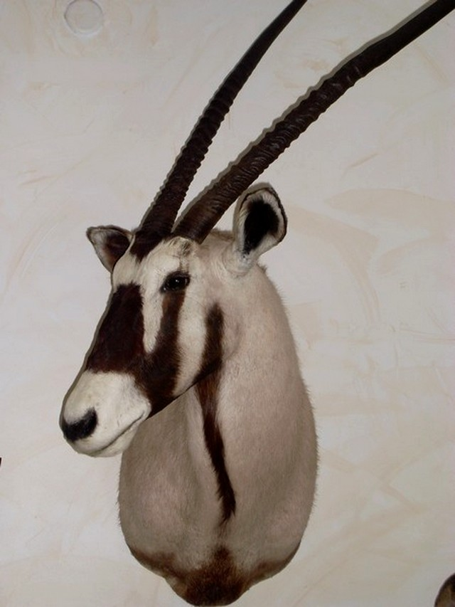 ORYX