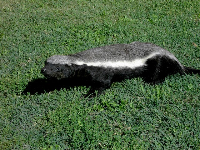 RATEL
