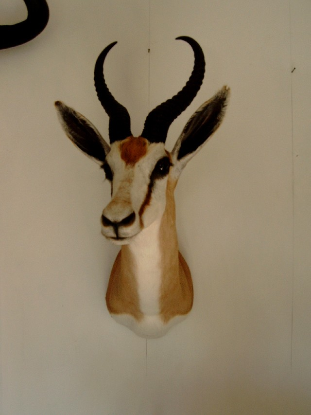 SPRINGBOK