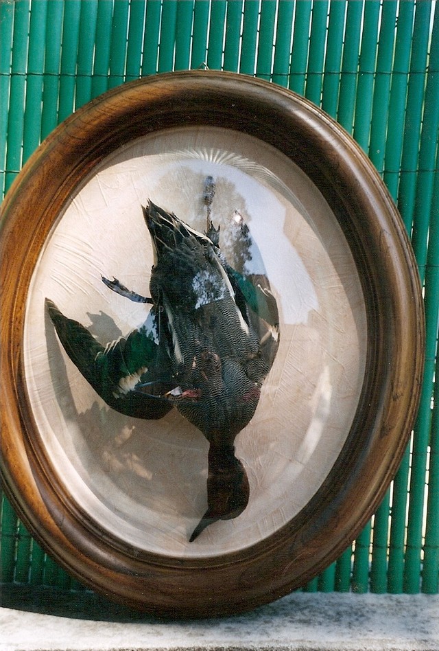 GLOBE