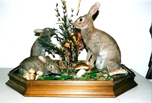 LAPINS